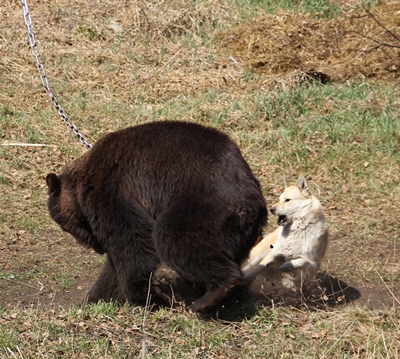 Испытания по подсадному медведю 10.05.2015