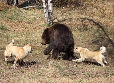 Испытания по подсадному медведю 10.05.2015